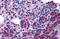 Calcium Sensing Receptor antibody, MBS247328, MyBioSource, Immunohistochemistry frozen image 