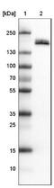 Podocalyxin Like antibody, NBP2-52903, Novus Biologicals, Western Blot image 