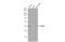 Mixed Lineage Kinase Domain Like Pseudokinase antibody, GTX107538, GeneTex, Western Blot image 