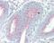 ORAI Calcium Release-Activated Calcium Modulator 3 antibody, 49-890, ProSci, Immunohistochemistry frozen image 