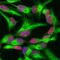 Quiescin Sulfhydryl Oxidase 1 antibody, AF2018, R&D Systems, Immunohistochemistry paraffin image 
