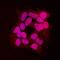 Small Ubiquitin Like Modifier 3 antibody, MAB2959, R&D Systems, Immunofluorescence image 