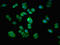Rho Guanine Nucleotide Exchange Factor 12 antibody, LS-C675081, Lifespan Biosciences, Immunofluorescence image 