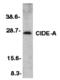 Cell Death Inducing DFFA Like Effector A antibody, MBS150497, MyBioSource, Western Blot image 
