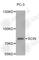 Scinderin antibody, A5078, ABclonal Technology, Western Blot image 