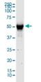 Rubicon Like Autophagy Enhancer antibody, H00080183-D01P, Novus Biologicals, Western Blot image 