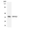 Olfactory Receptor Family 9 Subfamily Q Member 1 antibody, LS-C200437, Lifespan Biosciences, Western Blot image 