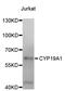 Cytochrome P450 Family 19 Subfamily A Member 1 antibody, STJ111075, St John