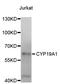 Cyp19 antibody, STJ111075, St John