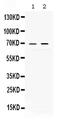 REL Proto-Oncogene, NF-KB Subunit antibody, PA5-79922, Invitrogen Antibodies, Western Blot image 