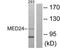 Mediator Complex Subunit 24 antibody, TA314978, Origene, Western Blot image 