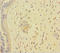 Phospholipase A And Acyltransferase 4 antibody, LS-C398272, Lifespan Biosciences, Immunohistochemistry paraffin image 