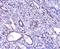 Inositol Polyphosphate Phosphatase Like 1 antibody, A01790, Boster Biological Technology, Immunohistochemistry frozen image 
