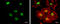 RAD50 Double Strand Break Repair Protein antibody, GTX70228, GeneTex, Immunofluorescence image 