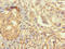 Zinc Finger Protein 2 antibody, CSB-PA026572LA01HU, Cusabio, Immunohistochemistry frozen image 