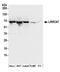 Leucine Rich Repeat Containing 47 antibody, A304-631A, Bethyl Labs, Western Blot image 