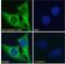 Clusterin antibody, NBP1-06027, Novus Biologicals, Immunofluorescence image 