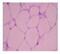 Apelin antibody, AP54787PU-N, Origene, Immunohistochemistry paraffin image 