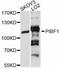 Progesterone Immunomodulatory Binding Factor 1 antibody, A12033, ABclonal Technology, Western Blot image 