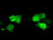 Cilia And Flagella Associated Protein 298 antibody, M31662, Boster Biological Technology, Immunofluorescence image 