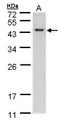 Selenophosphate Synthetase 1 antibody, GTX107611, GeneTex, Western Blot image 