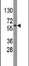G Protein Nucleolar 3 antibody, PA5-11441, Invitrogen Antibodies, Western Blot image 