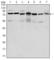 PC4 And SFRS1 Interacting Protein 1 antibody, abx012275, Abbexa, Western Blot image 