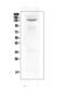 BDNF/NT-3 growth factors receptor antibody, A01388-3, Boster Biological Technology, Western Blot image 