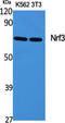 Nuclear Factor, Erythroid 2 Like 3 antibody, GTX34097, GeneTex, Western Blot image 