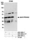 AKT1 Substrate 1 antibody, A301-202A, Bethyl Labs, Immunoprecipitation image 