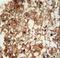 CD11b antibody, LS-C168511, Lifespan Biosciences, Immunohistochemistry frozen image 