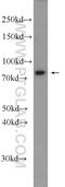 Nuclear FMR1 Interacting Protein 2 antibody, 17752-1-AP, Proteintech Group, Western Blot image 