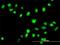 FA Complementation Group G antibody, H00002189-M01, Novus Biologicals, Immunofluorescence image 