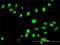 Fanconi anemia group G protein antibody, H00002189-M01, Novus Biologicals, Immunofluorescence image 