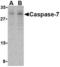 Caspase 7 antibody, LS-B3795, Lifespan Biosciences, Western Blot image 