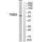 Tigger transposable element-derived protein 3 antibody, A19473, Boster Biological Technology, Western Blot image 