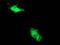 Beclin 1 antibody, MA5-25480, Invitrogen Antibodies, Immunocytochemistry image 