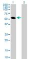 Tektin 3 antibody, H00064518-B01P, Novus Biologicals, Western Blot image 