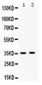 Apolipoprotein E antibody, PA5-78803, Invitrogen Antibodies, Western Blot image 