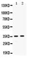 Apolipoprotein E antibody, PA5-78803, Invitrogen Antibodies, Western Blot image 