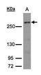 Carbamoyl-Phosphate Synthetase 2, Aspartate Transcarbamylase, And Dihydroorotase antibody, GTX101401, GeneTex, Western Blot image 