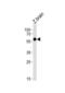 Forkhead Box H1 antibody, abx034971, Abbexa, Western Blot image 