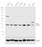 RAD51 Recombinase antibody, PA5-31144, Invitrogen Antibodies, Western Blot image 