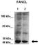 FA Complementation Group L antibody, orb330840, Biorbyt, Western Blot image 