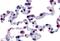 GPR43 antibody, MBS247922, MyBioSource, Immunohistochemistry paraffin image 