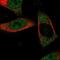 TNFAIP3 Interacting Protein 3 antibody, NBP1-89305, Novus Biologicals, Immunofluorescence image 