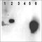 Non-histone chromosomal protein HMG-14 antibody, orb86470, Biorbyt, Western Blot image 