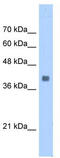 Fructose-bisphosphate aldolase A antibody, TA346527, Origene, Western Blot image 