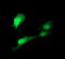 Indoleamine 2,3-Dioxygenase 1 antibody, LS-C338105, Lifespan Biosciences, Immunofluorescence image 