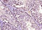 DnaJ Heat Shock Protein Family (Hsp40) Member B4 antibody, GTX51675, GeneTex, Immunohistochemistry paraffin image 